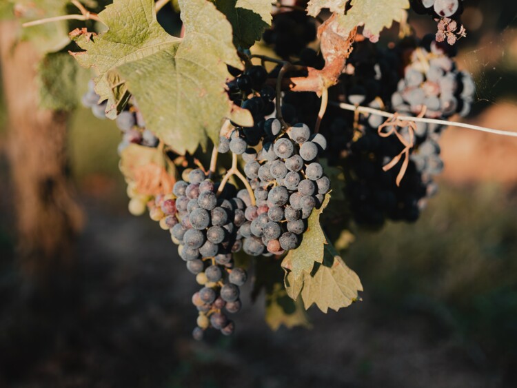 Vinos de Burdeos